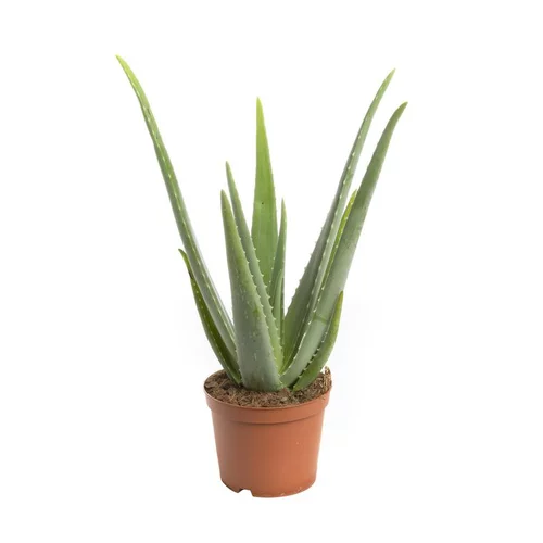 Aloe vera en pot H 40/50 x Ø 17 cm