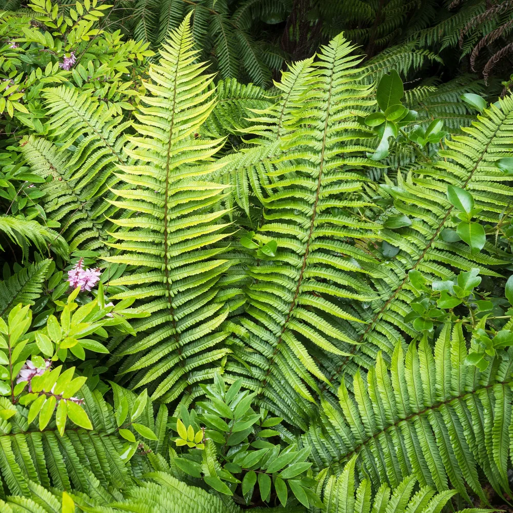 Fougère à écailles dorées Dryopteris wallichiana