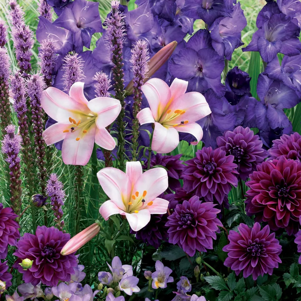 29 Bulbes d'été en mélange Liatris, freesias,lis longiflorum,dahlia,gladiolus