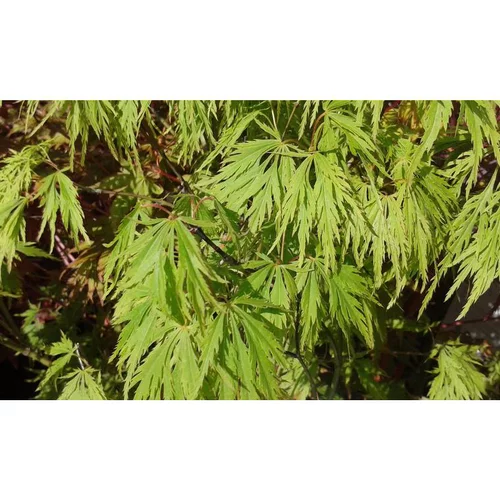 Erable du Japon (ACER PALMATUM DISSECTUM VIRIDIS ) Le pot de 30 litres
