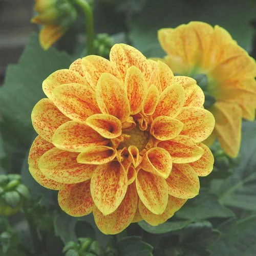 Dahlia à fleurs multicolores - Le pot de 4,6 litres