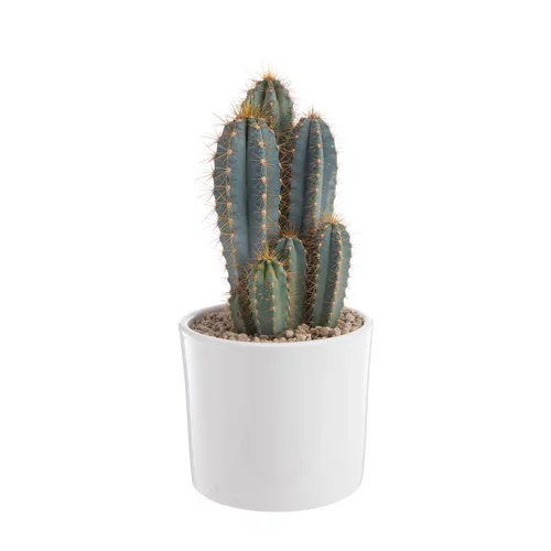 Pilosocereus azureus en pot blanc émaillé H 20 x Ø 20 cm