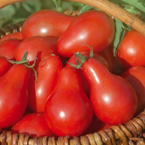 Tomate Cerise Allongée Red Pear bio. Le pot de 9 x 9 cm
