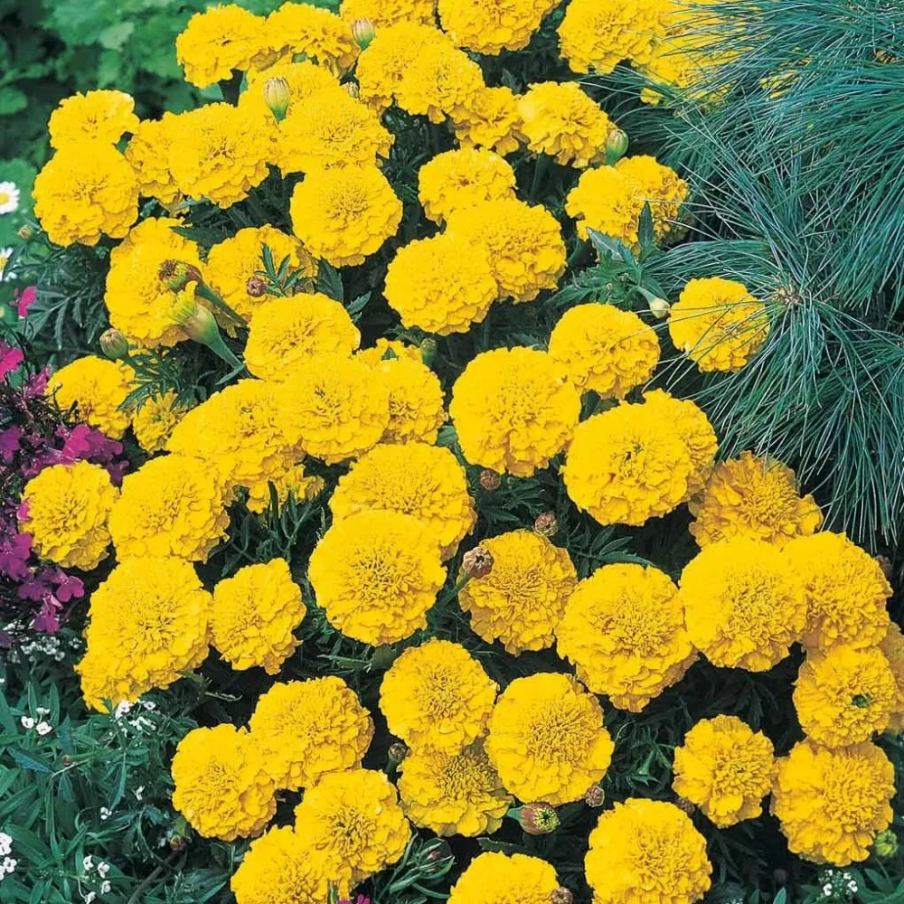 Oeillet d'Inde nain Petite jaune citron Tagetes patula petite jaune citron