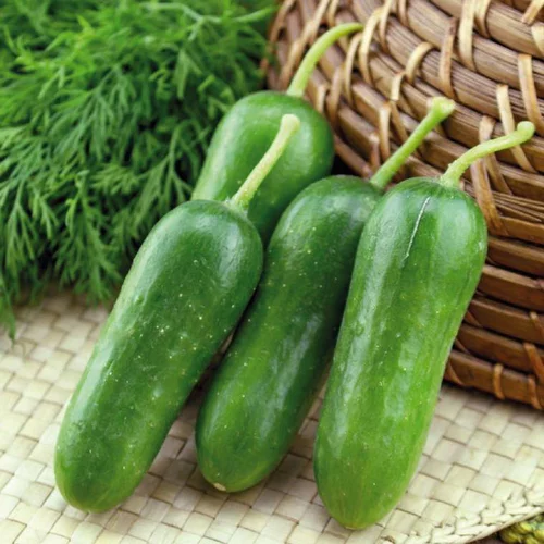 Mini Concombre Paska Bio. Le pot de 10,5 cm