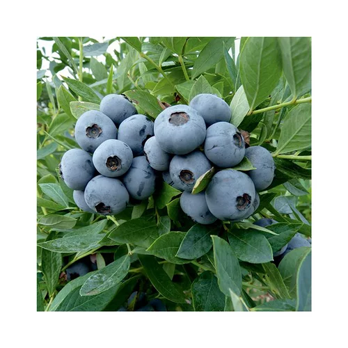 Myrtille 'Sunshine Blue' Bio. Le pot de 5 litres