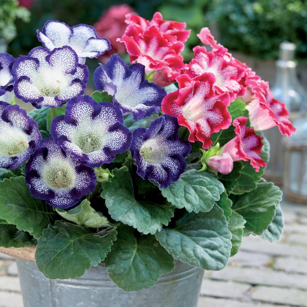 2 Gloxinias tachetés en mélange Sinningia speciosa tiger blue , tiger red