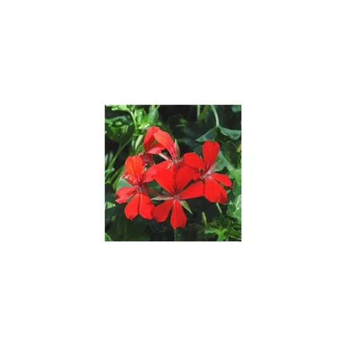 Géranium lierre à fleurs simples extra. Le pot de 10,5 cm