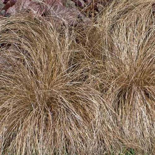 Carex Buchananii - Le pot de 9 x 9 cm