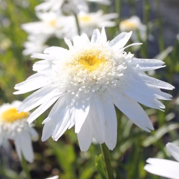 6 x Marguerite 'Wirral Supreme' | Leucanthemum 'Wirral Supreme' – godet 9cm x 9cm