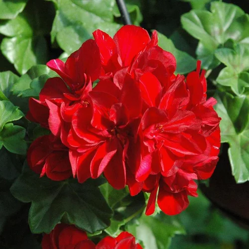 Geranium Interspecifique Caliope - Le pot de 1 litre