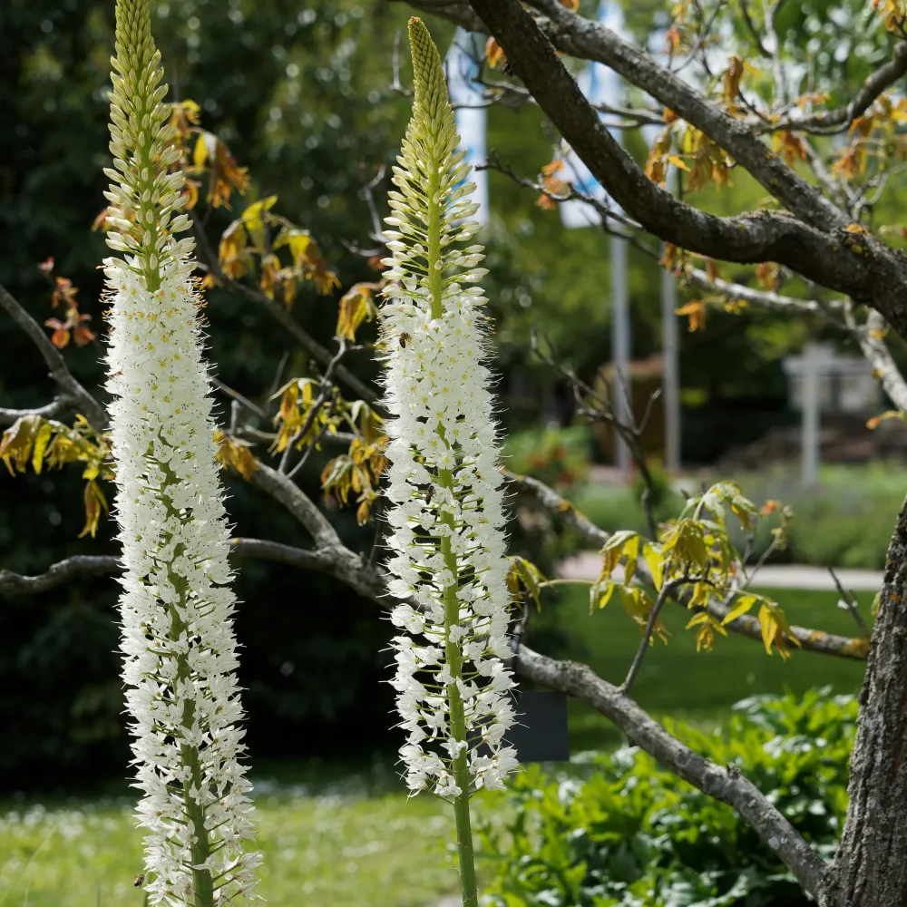 Lis des steppes White Romance Eremurus 'white romance'