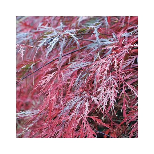 Erable du Japon (ACER PALMATUM DISSECTUM GARNET ) Le pot de 15 litres