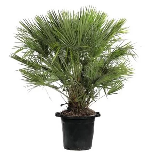 Chamaerops Humilis vert en pot de 50 L