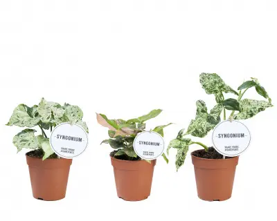 Syngonium variété spéciale. Le pot de Ø 12 x H 25 cm