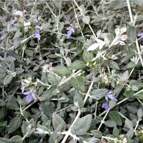 Teucrium Fruticans (Germandrée) en pot de 7,5 L bleu