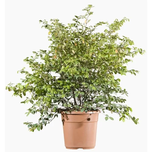 Loropetalum Chinense (Loropétale de Chine) 40/50 en pot de 7,5 L rouge
