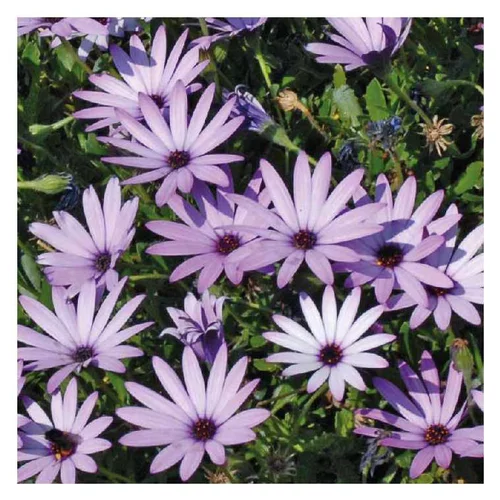 Osteospermum rampant mauve - Le pot de 9 x 9 cm