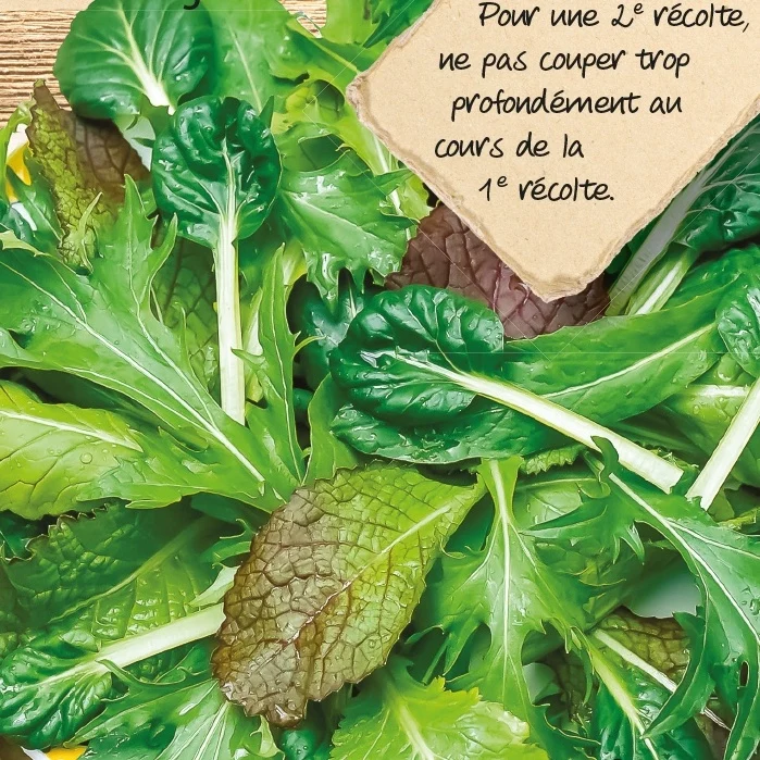Laitues Asian Salad en mélange Lactuca sativa