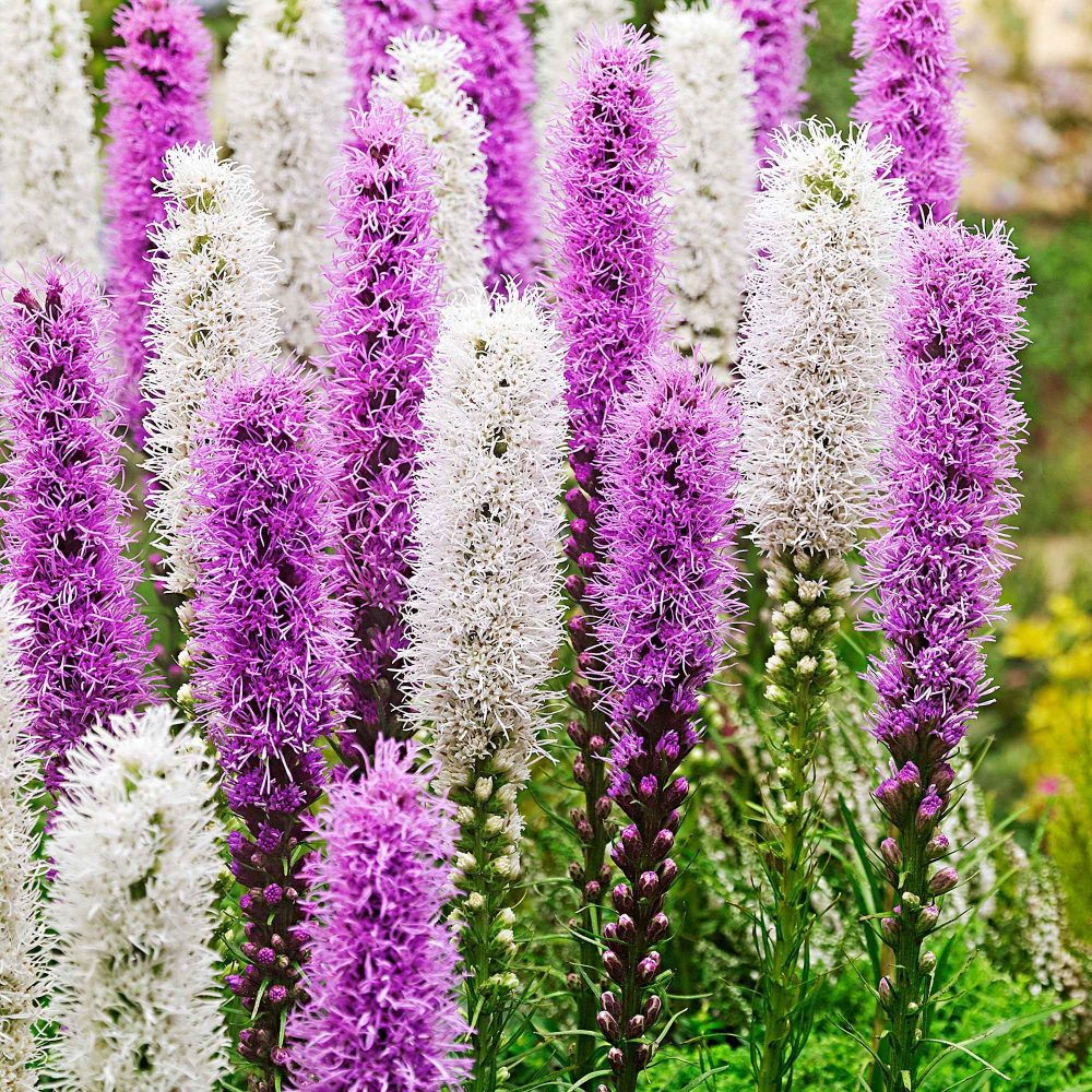 12 Plumes du Kansas mauves et blanches Liatris spicata