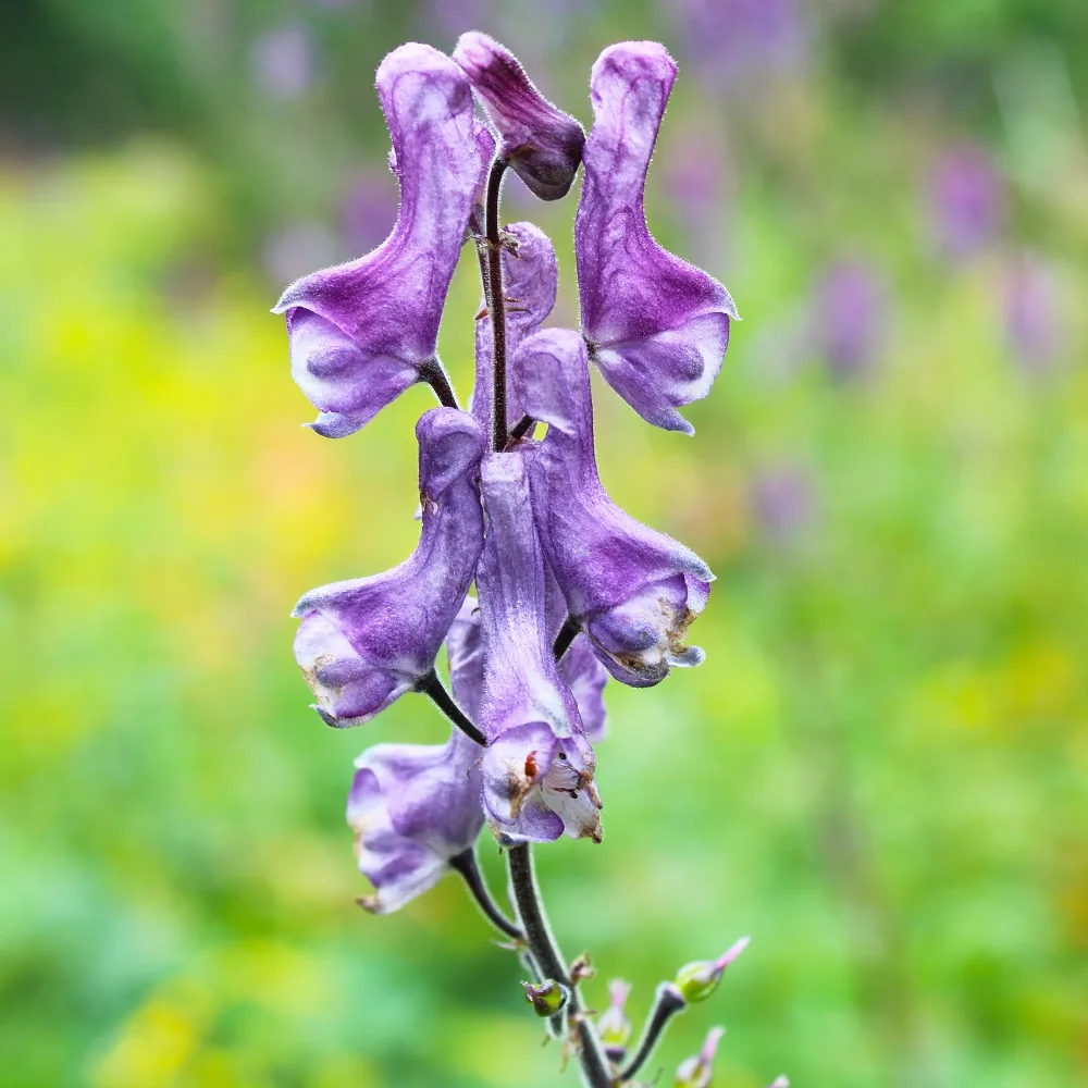 Aconit Blue Sparrow Aconitum hybride Purple Sparrow
