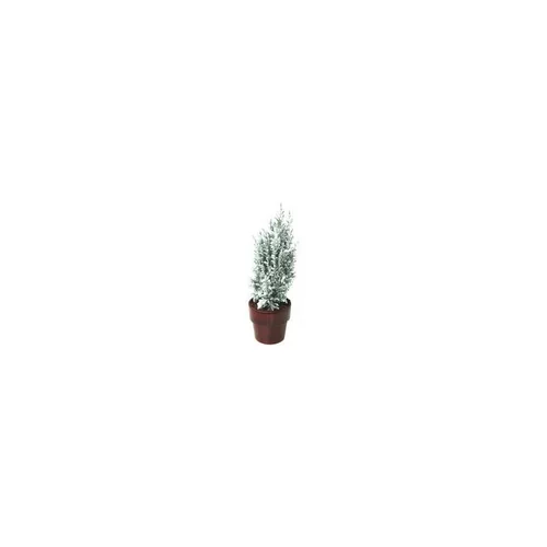 Elwoodii enneigé - Le pot de 10,5 cm