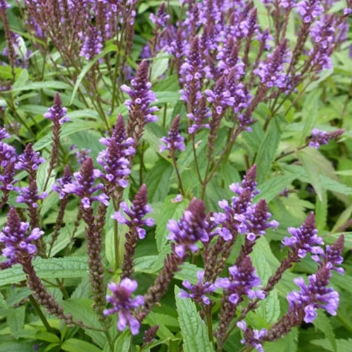 Verveine hastée Verbena hastata