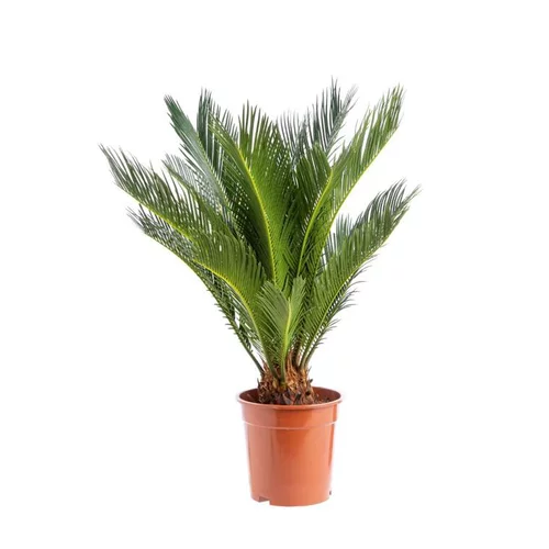 Cycas Revoluta pot Ø17xH60/80 cm
