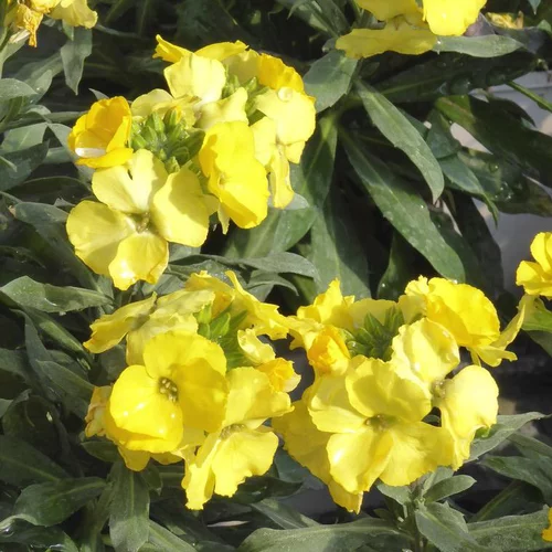 Erysimum - Le pot de 1 litre