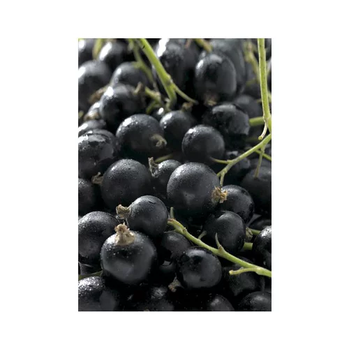 Cassissier Delbard Robusta®. Le pot de 5 litres