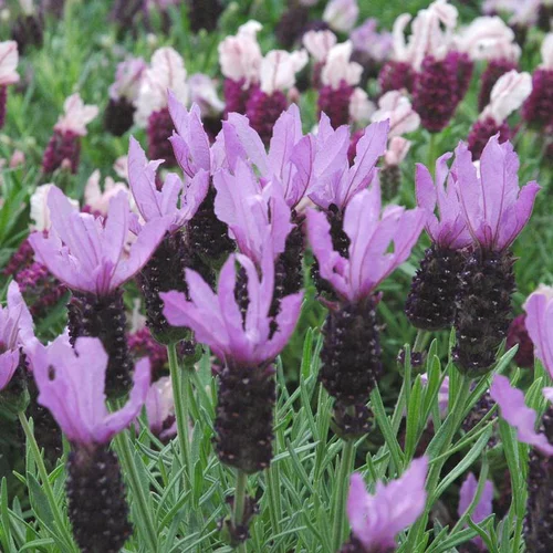Lavande Papillon ou Stoechas à fleurs violettes - Le pot Ø 13 cm