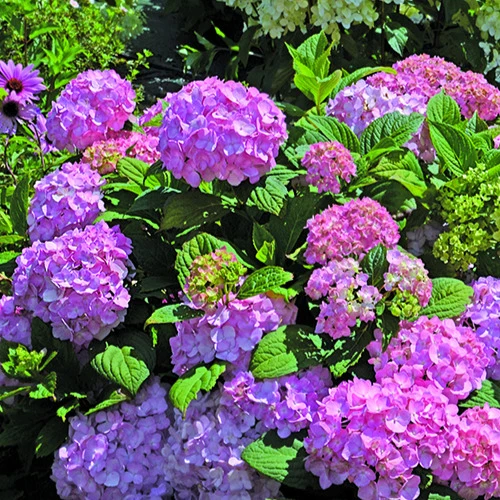 Hortensia So Long® Rosy Hydrangea macrophylla so long ® rosy