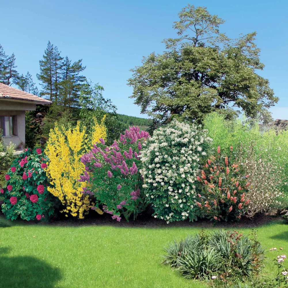 Collection Haie fleurie et parfumée 12 arbustes - Haie de 10 m long Syringa vulgaris, forsythia, diervilla, rosa,..