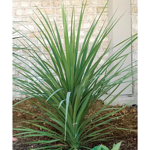 Cordyline (CORDYLINE INDIVISA) Le pot de 10 litres (touffe)
