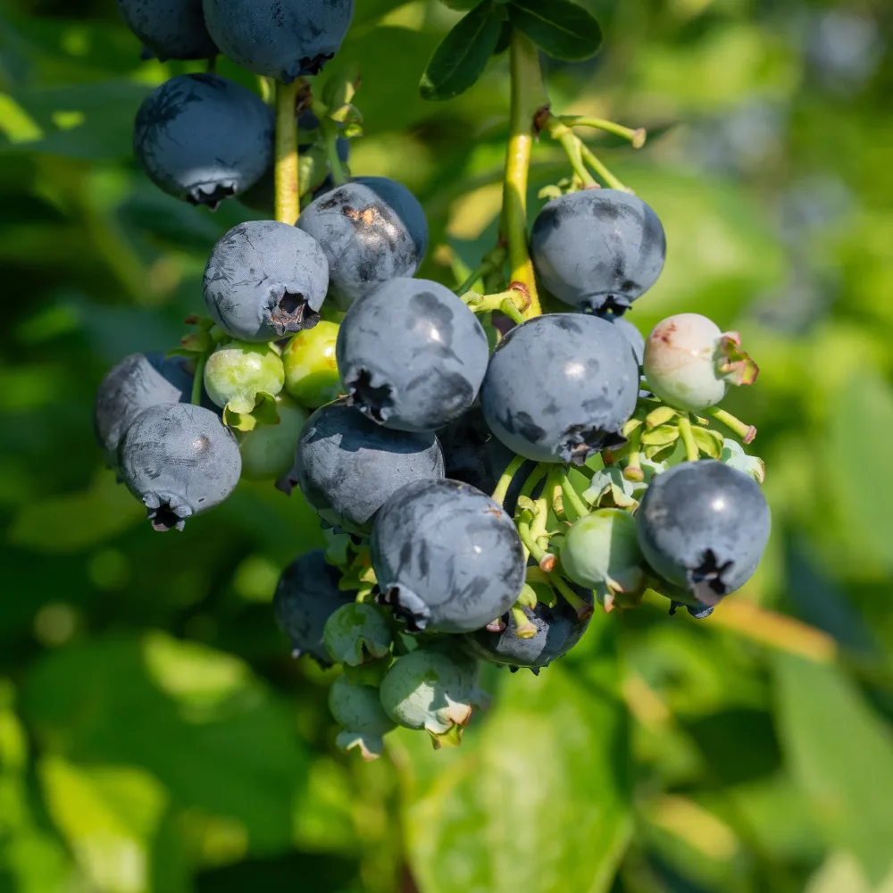 Myrtillier Giant Patriot Vaccinium corymbosum Giant Patriot