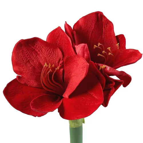 Amaryllis en pot terre cuite - Le pot de 15 cm