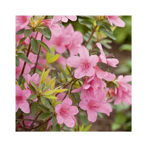 Azalea japonica madame van hecke rose en pot de 5 L