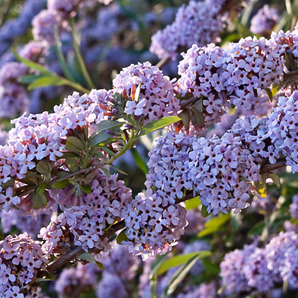 2 x Arbre aux papillons – Buddleja alternifolia, 40, 60 cm pot
