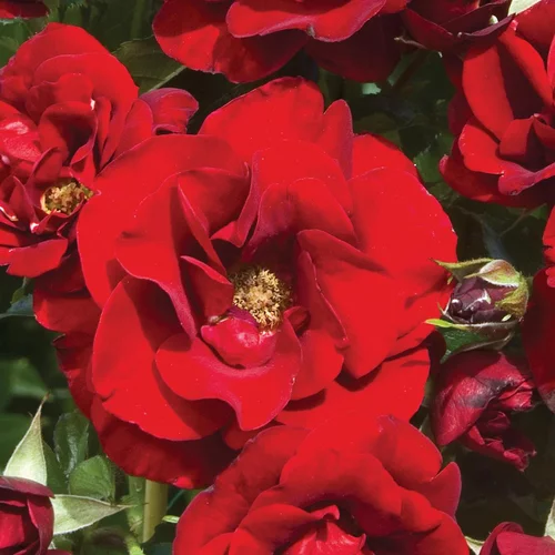 Rosier Rose de Fleurie ®. Le pot de 3 litres