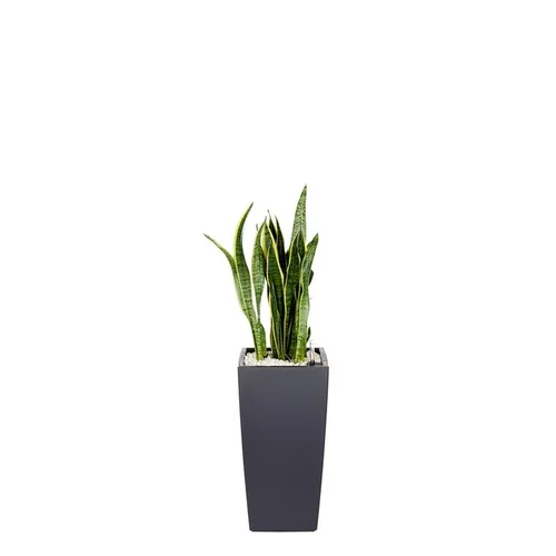 Sansevieria laurentii et son pot Cubico color Ø 30 gris