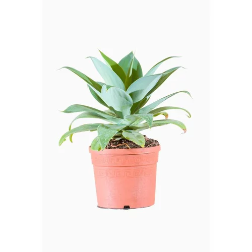 Agave Attenuata (Agave à cou de cygne) en pot de 3 L vert