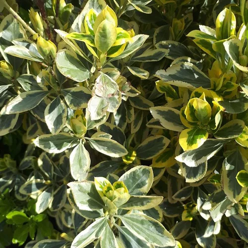 Euonymus japonicus Bravo botanic®. Le pot de 3 litres