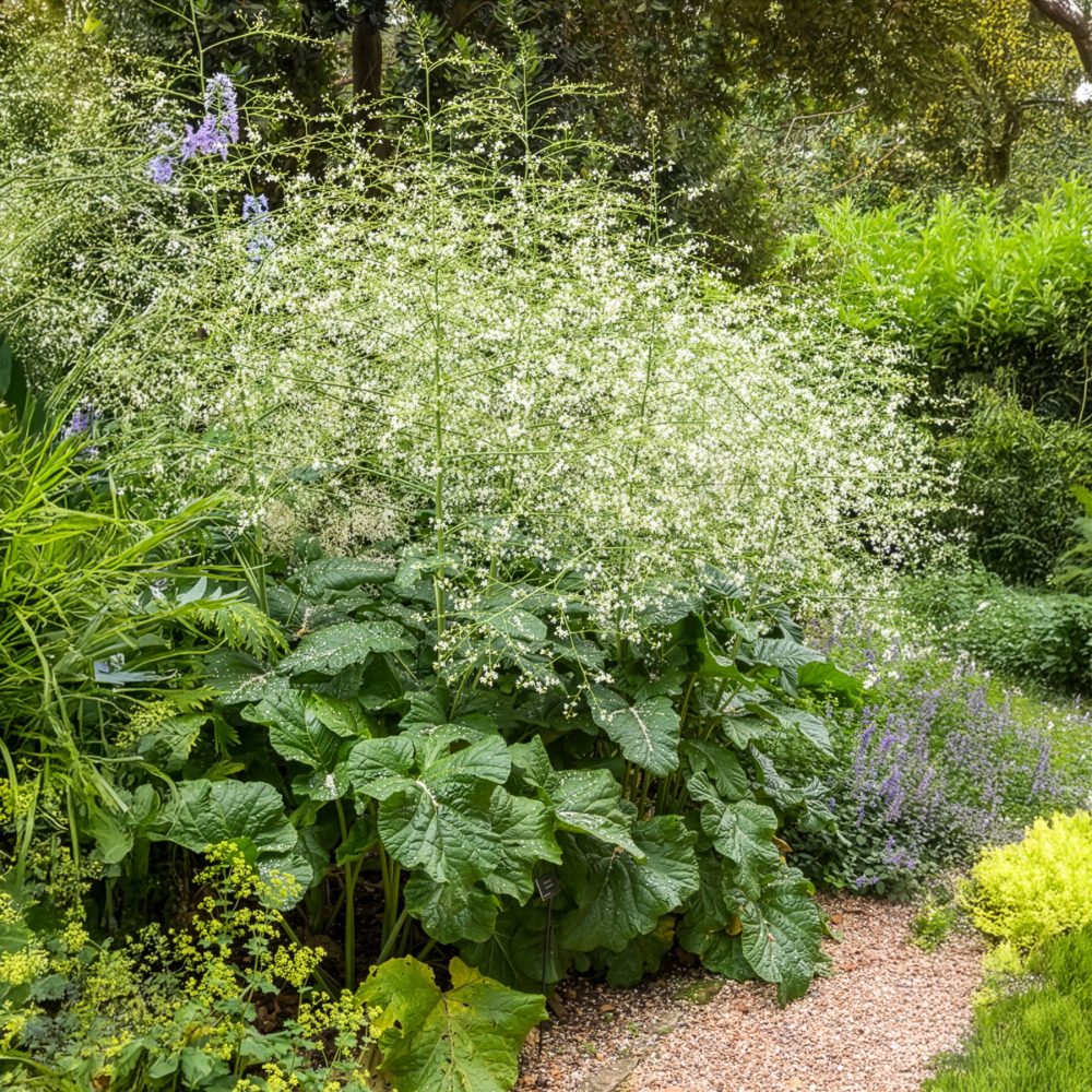 Chou nuage blanc - Crambe Crambe cordifolia