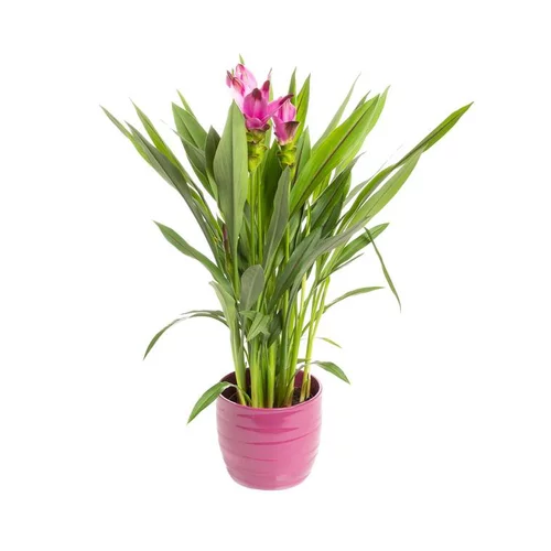 Curcuma siam avec cache-pot Ø 14 cm