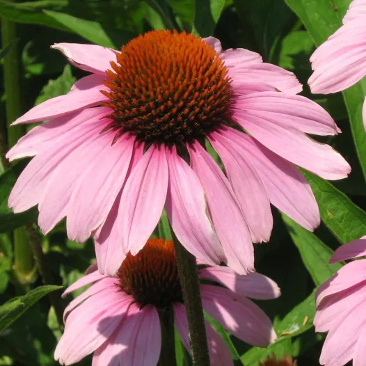 Echinacea purpurea | Graines de fleurs bio et reproductibles