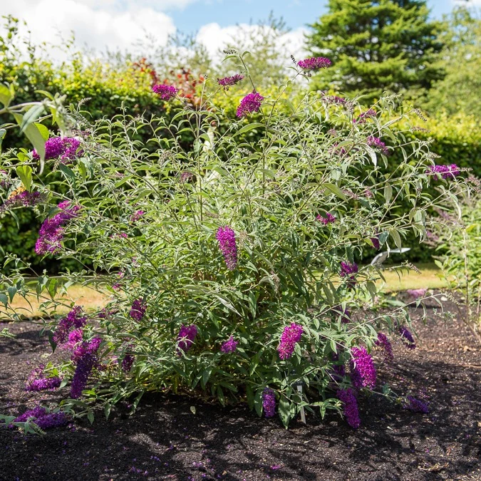 Arbre à papillons nains Nanho Purple Buddleja davidii Nanho Purple