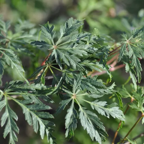 Erable du Japon (ACER PALMATUM DISSECTUM PALMATIFIDIUM ) Le pot de 80 litres