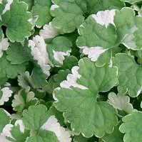 Glechoma Hederacea Variegata - Le pot de 10.5 cm