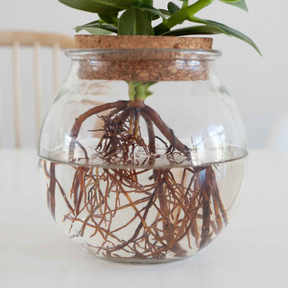 Clusia Met et son Ampoule vase Clusia
