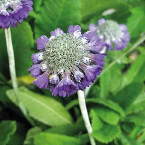Primevere Capitata Bleu - Le pot de 9 x 9 cm